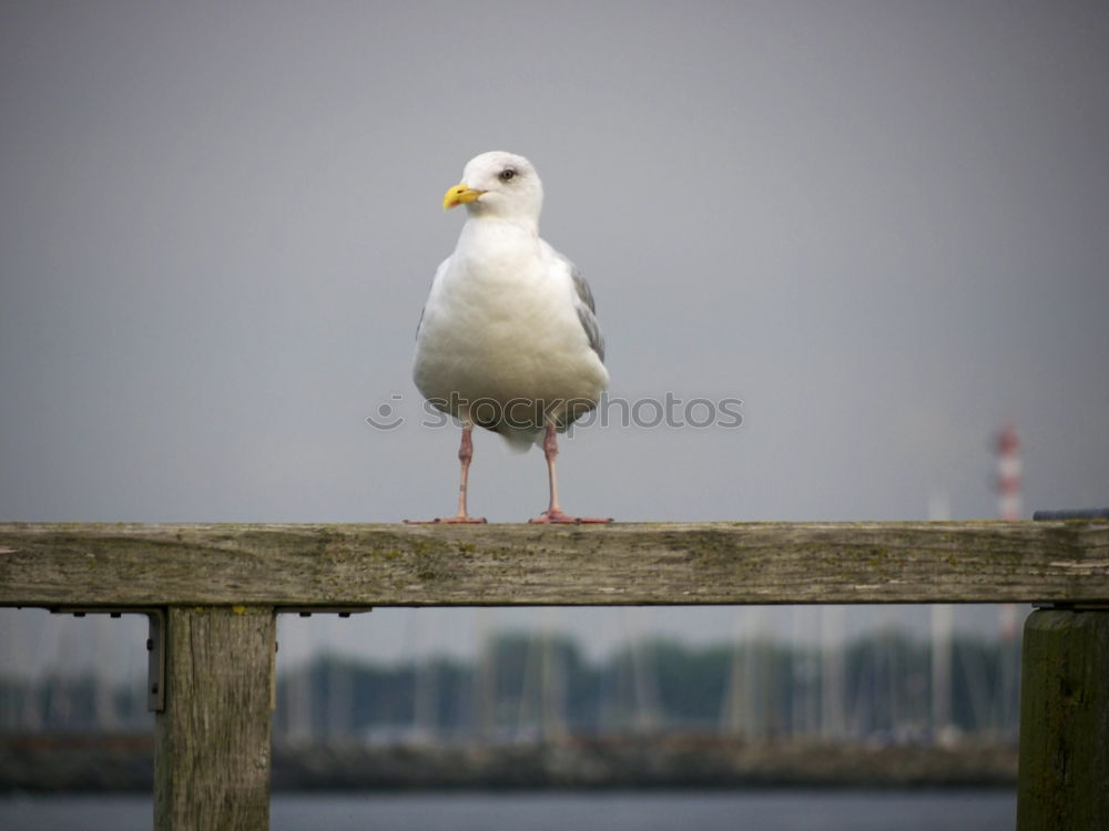 Similar – Image, Stock Photo Day at the sea Relaxation