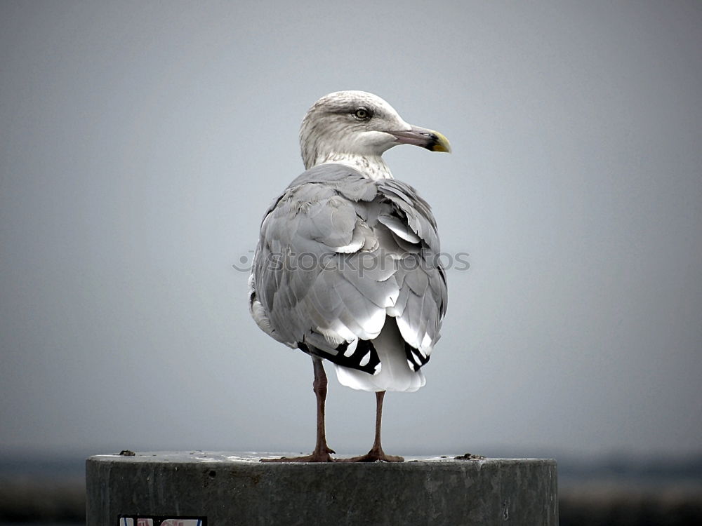 Similar – Meerblick See Möwe