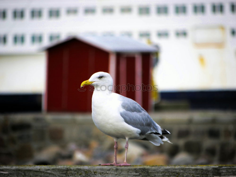 Similar – Futterneid Natur Sommer