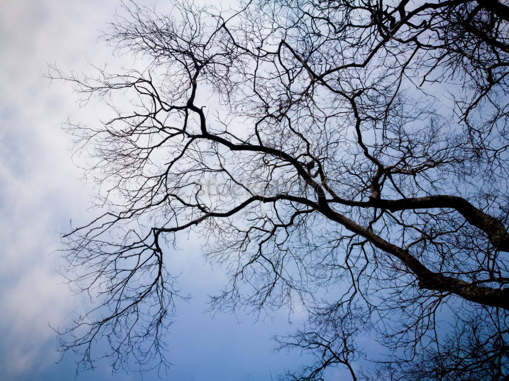 Image, Stock Photo Frost Winter Branch