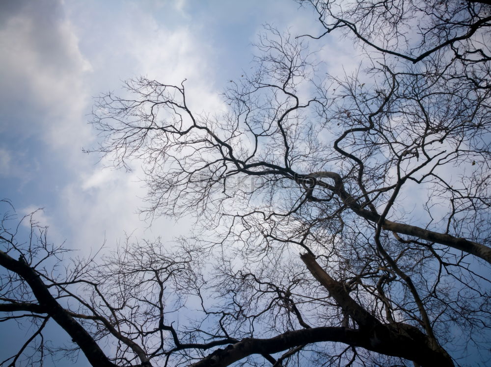 Similar – Leafless Branchage Tree