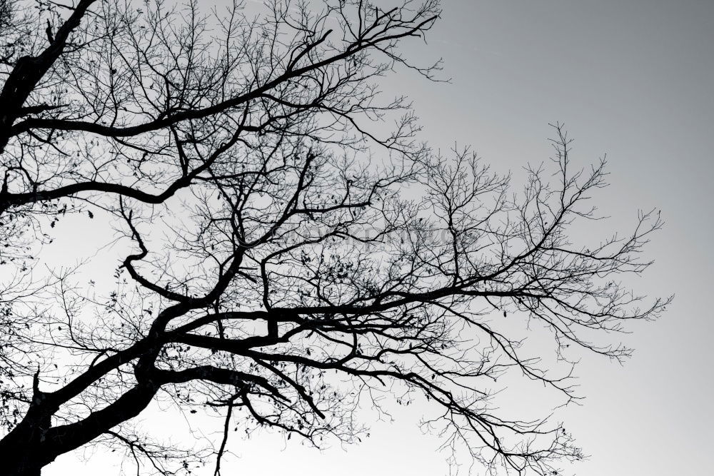 Similar – Leafless Branchage Tree