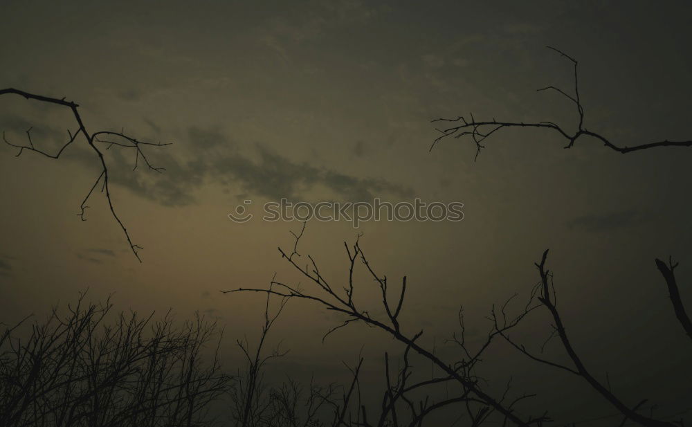 Similar – Image, Stock Photo frost tree Winter