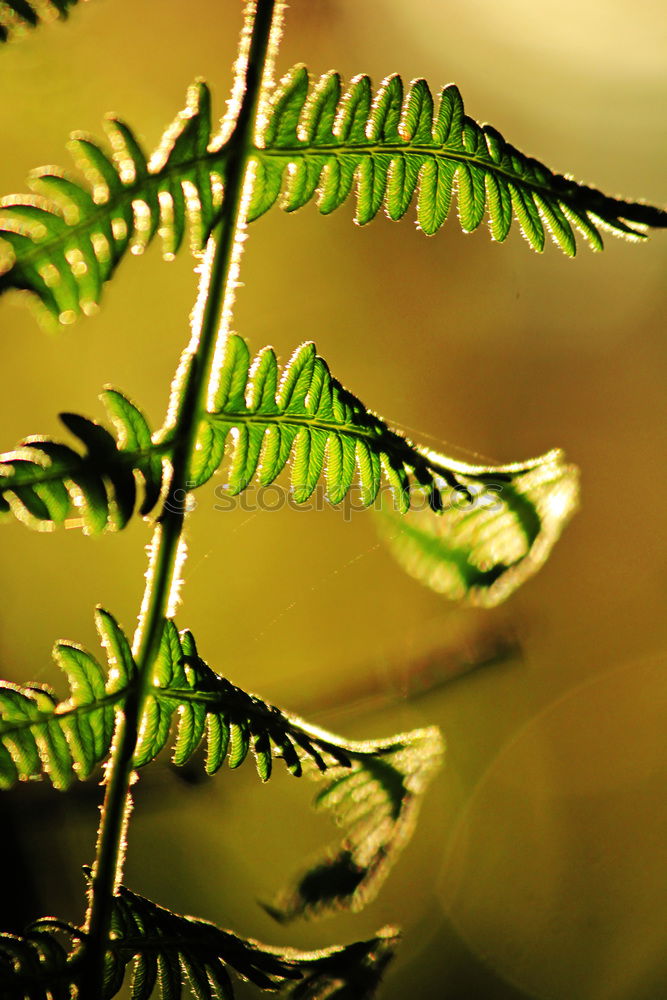 Similar – Fern Pteridopsida Green