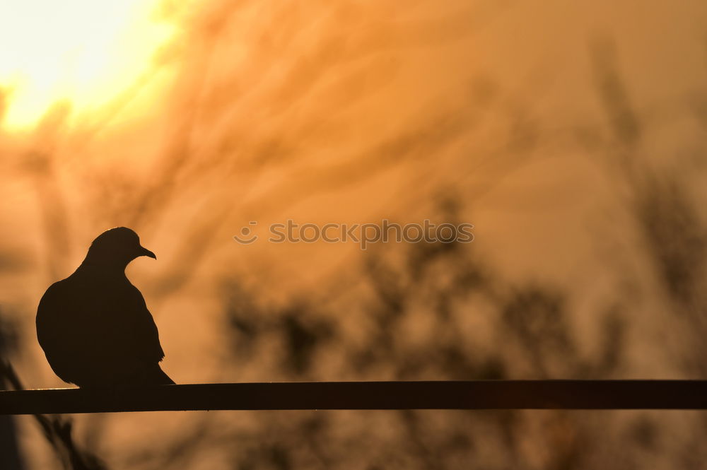 Similar – Image, Stock Photo Bird on the wire rope