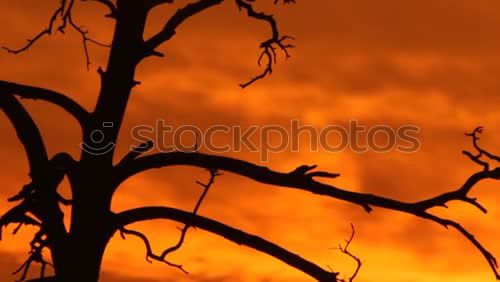Similar – Image, Stock Photo Forest fire Agriculture