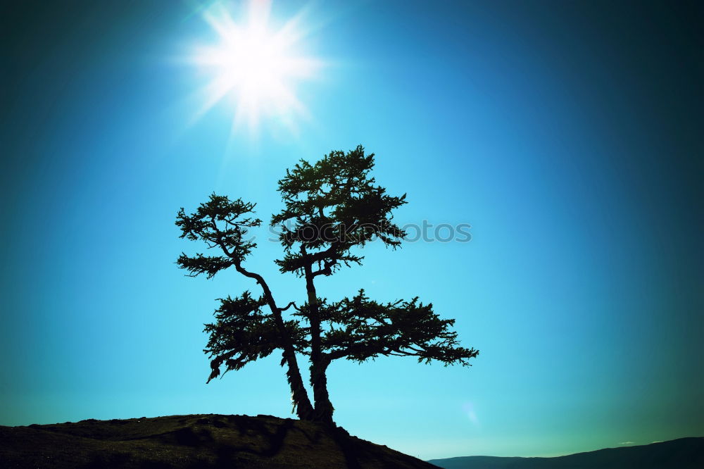 Baum Sommer Feld Länder