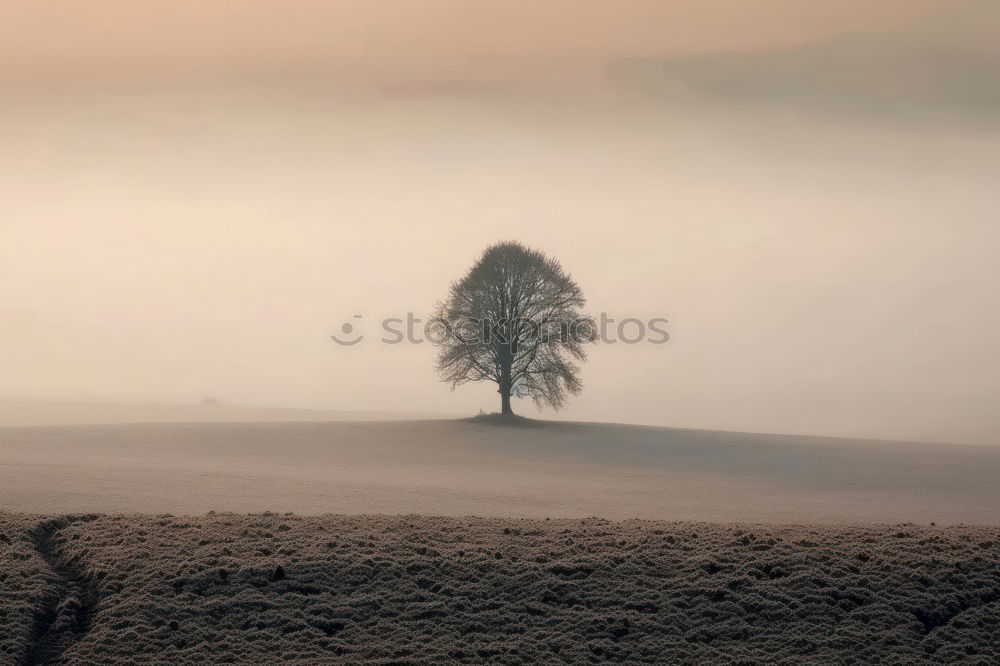 Similar – Image, Stock Photo Tree shows flag Calm