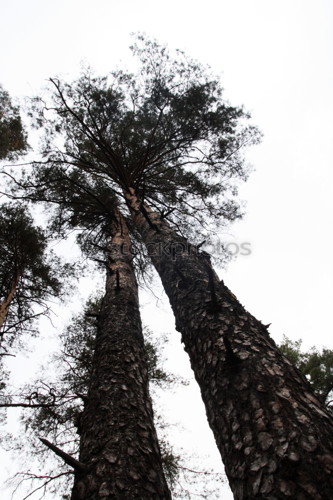 Similar – Up There Forest Tree