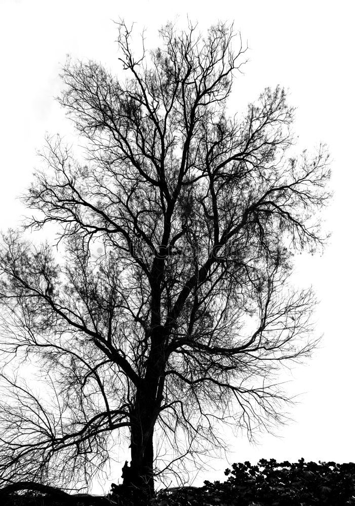 winterbaum Baum Winter