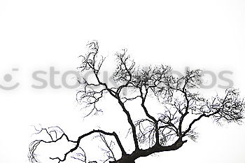 Image, Stock Photo lonely tree Tree