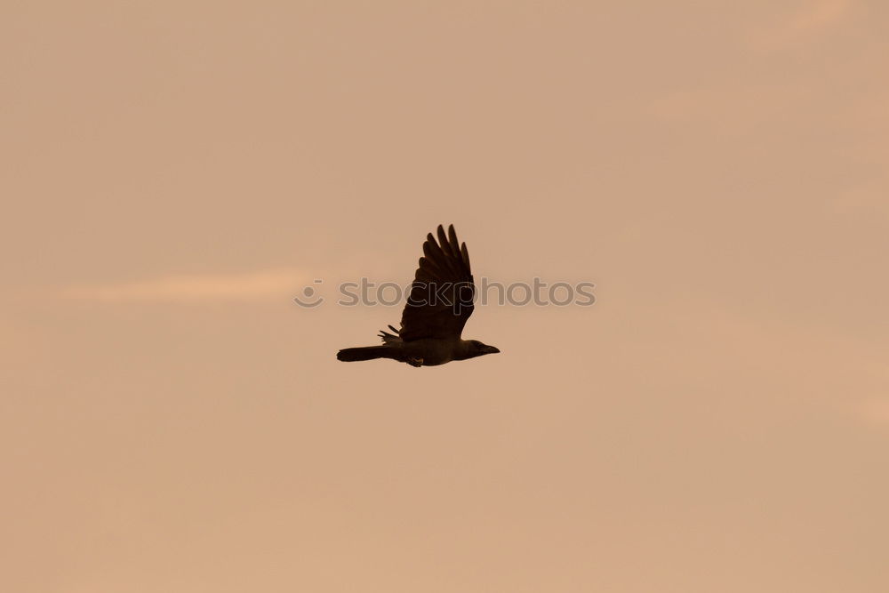 Similar – Image, Stock Photo You must have a bird. Wire