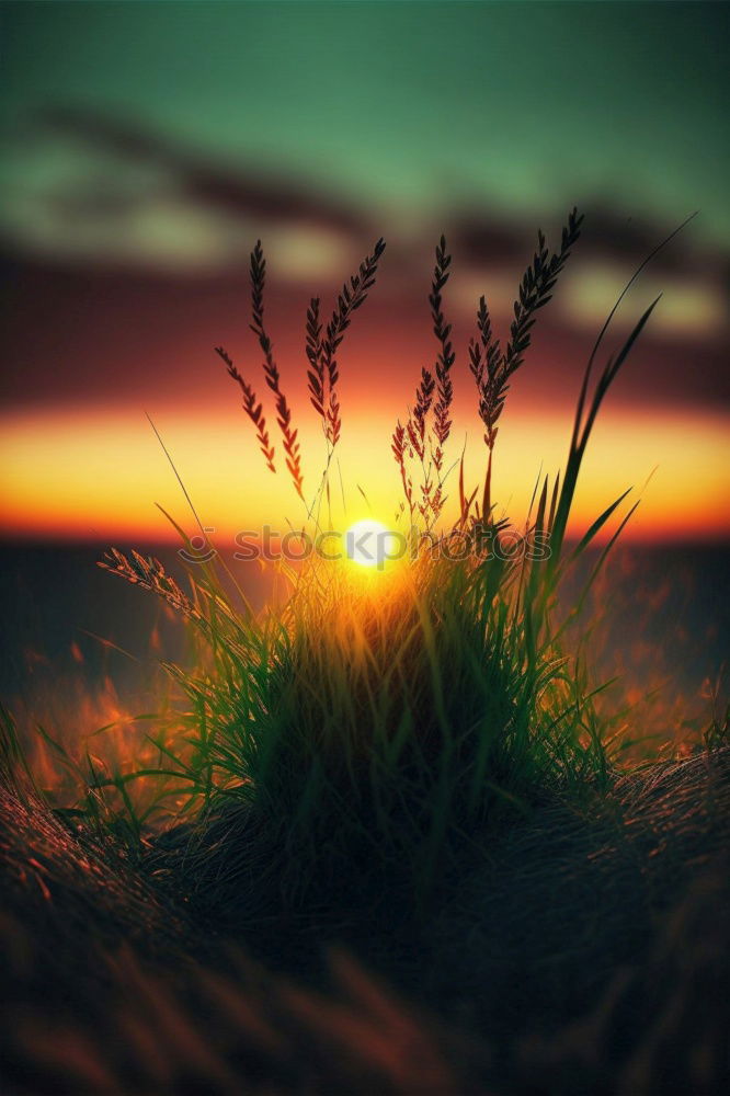 Similar – Sunset, grass, reed, siluette, sunset,