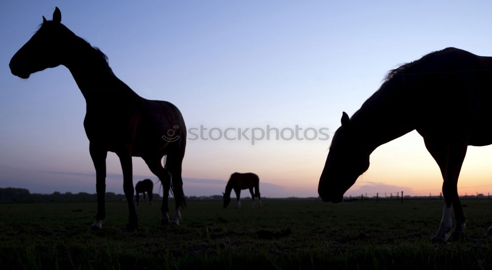 Similar – Image, Stock Photo almost a donkey Horse