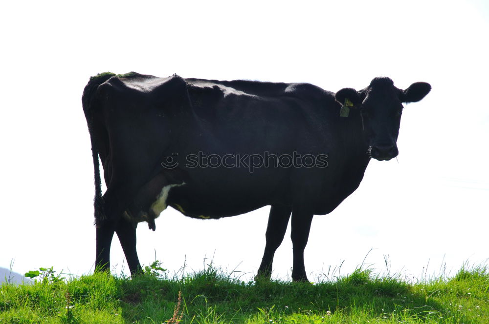 Similar – Image, Stock Photo The Girls Nature Deserted