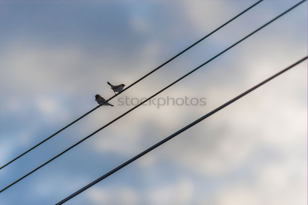 Image, Stock Photo three black pigeons Sky