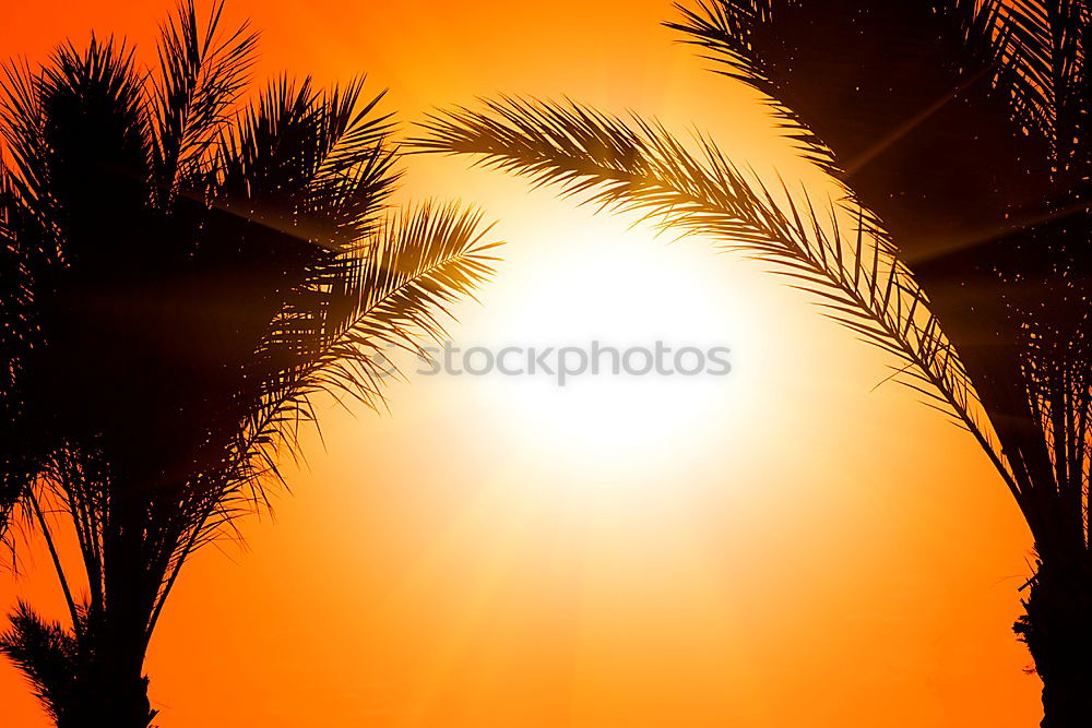 Similar – palm tree in the evening sun