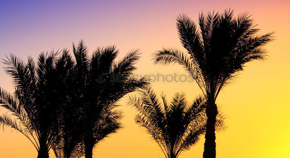 Similar – palm tree in the evening sun