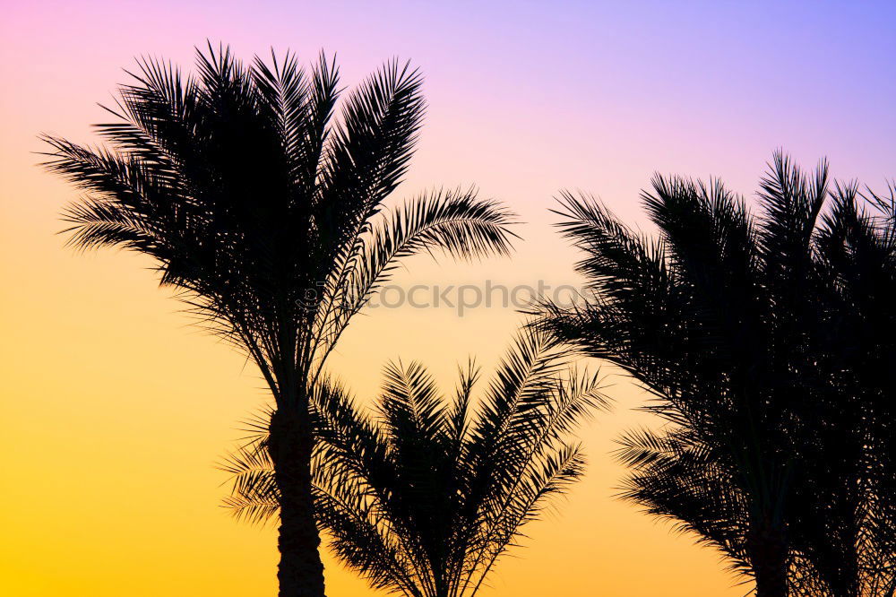 Similar – palm Palm tree Dark