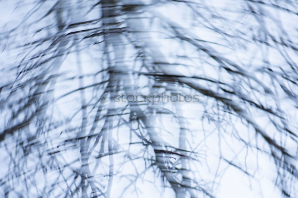 Similar – Image, Stock Photo two on a branch birds