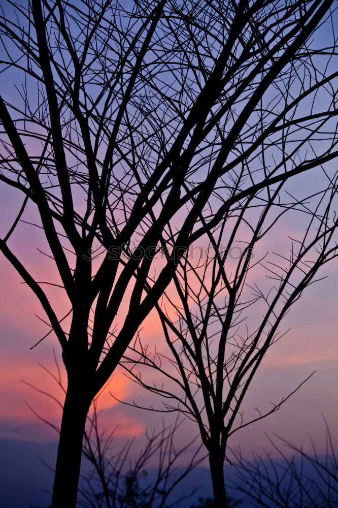 Similar – Image, Stock Photo Sunset Environment Nature