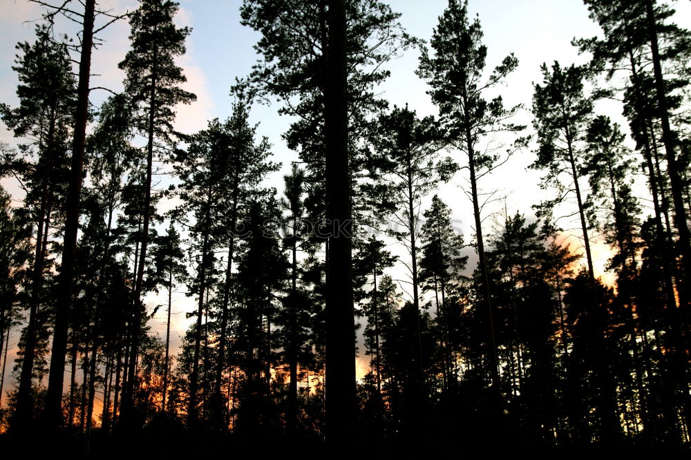 Similar – sun shadows tree Sun Tree