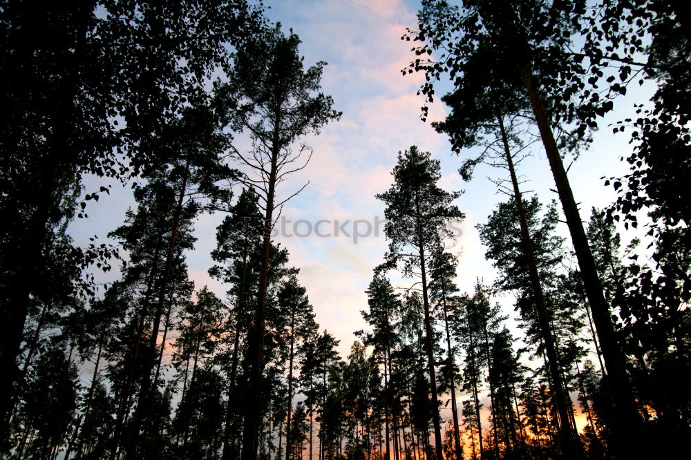 Similar – pine forest Environment