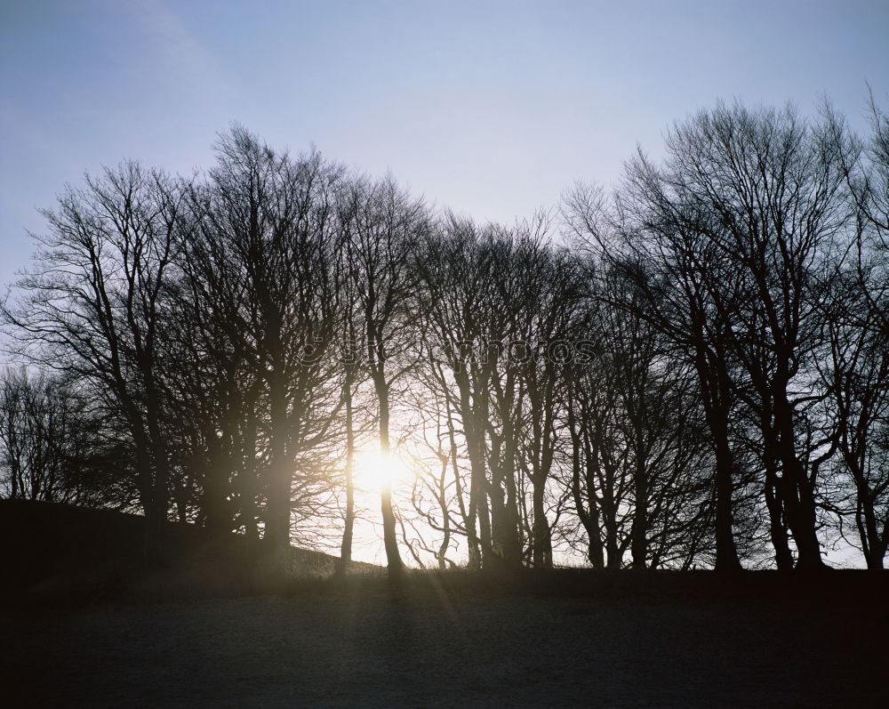 Similar – 3 Bäume Wiese Zaun Feld