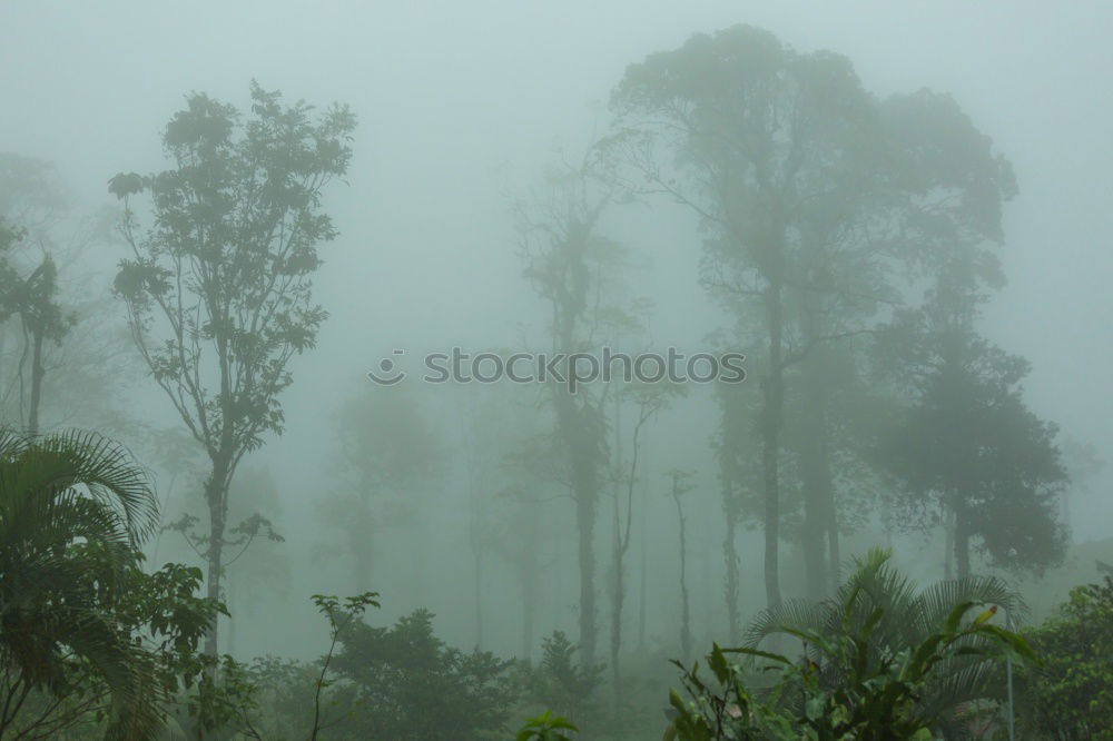 Similar – grey forest Nature