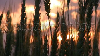 Similar – Image, Stock Photo grass Grass Green Stalk