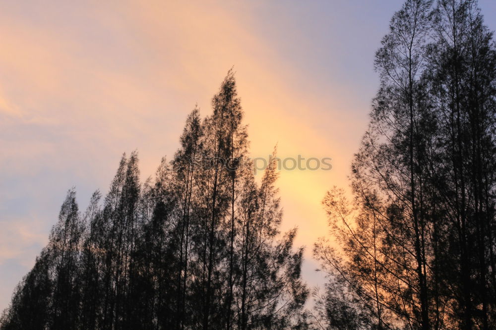 Similar – Autumn sunset 3 Fir tree