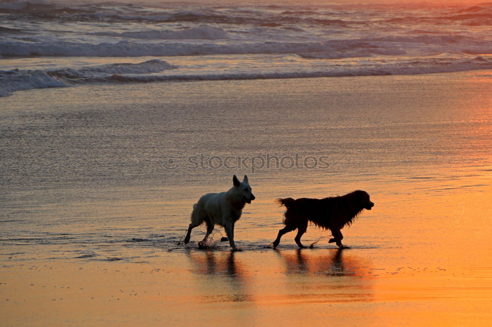 Similar – Hund am Strand Meer