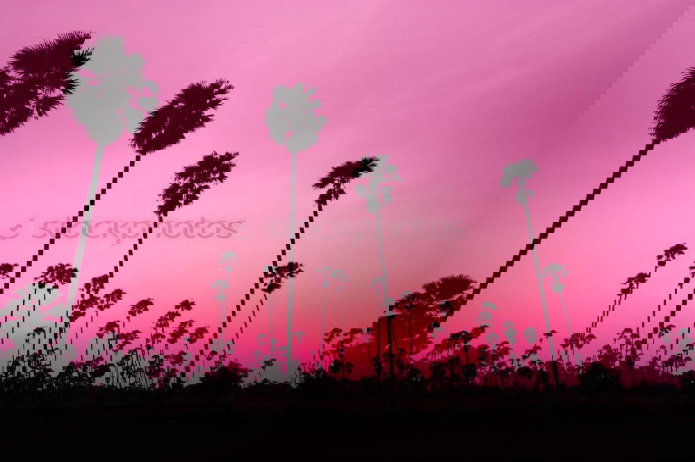 Similar – Image, Stock Photo Sunset in Venice