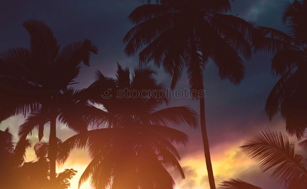 Similar – Image, Stock Photo mindimarket Plant Sunrise