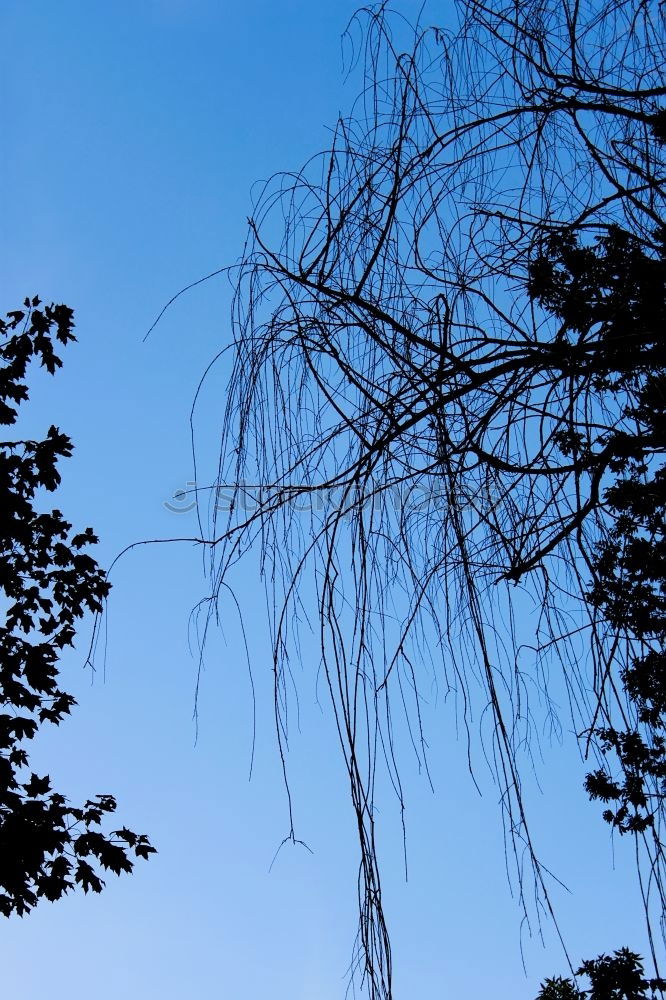 Similar – tree Creepy Tree Dark Sky