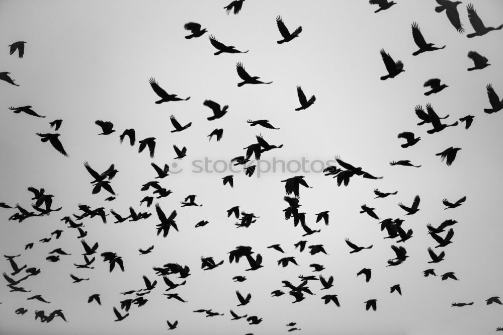 Similar – Hamburg City Birds Natur