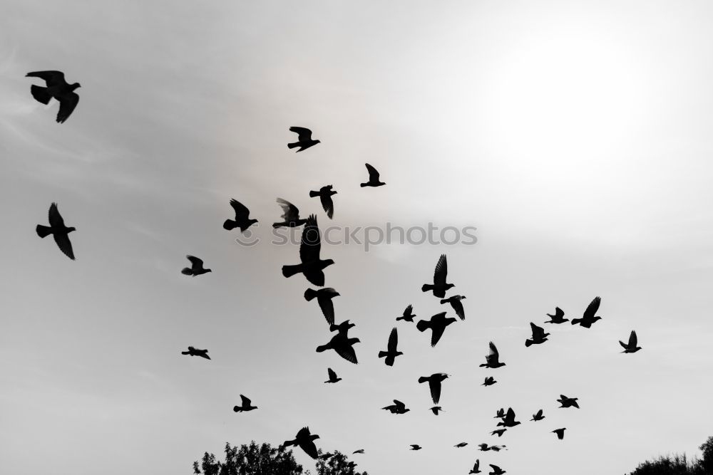 Similar – Image, Stock Photo Foregel swarm flying towards the sun