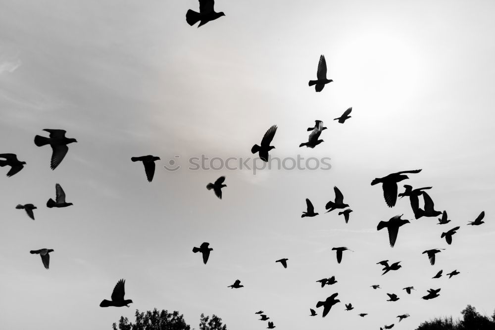 Similar – Image, Stock Photo Foregel swarm flying towards the sun