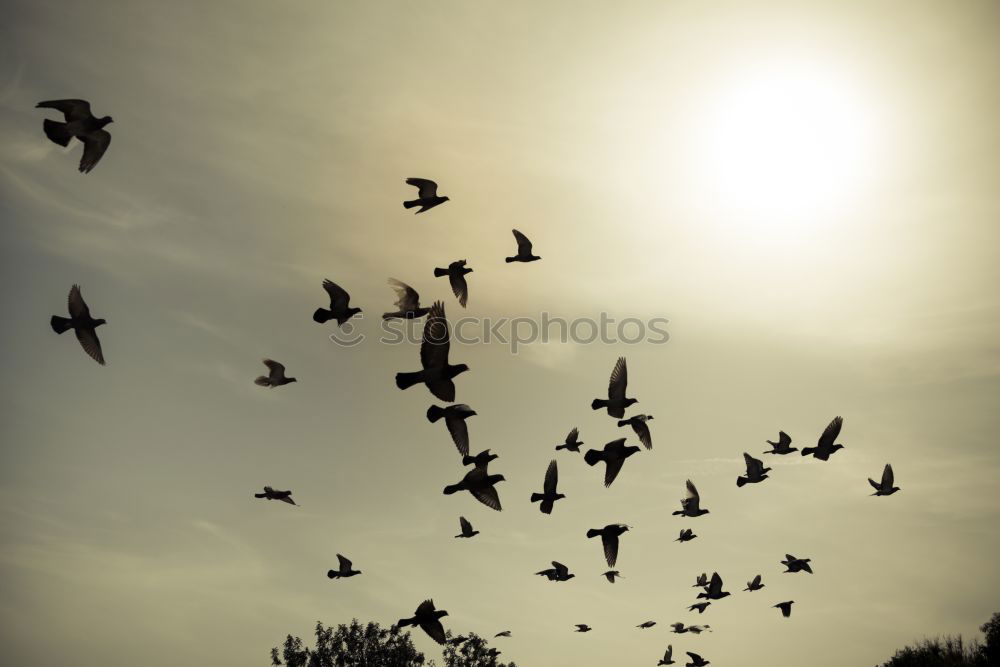 birds Clouds Light Sunset