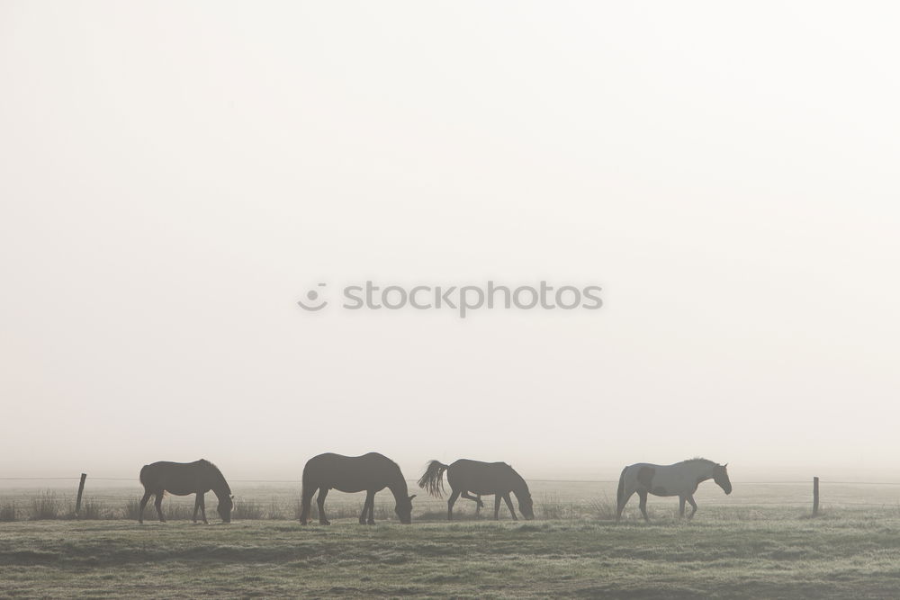 Similar – Image, Stock Photo Icelandic horses in the south of Iceland