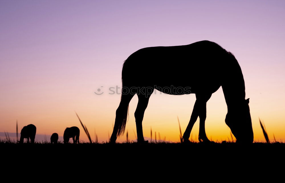 Similar – Image, Stock Photo beach horses Horse Foal