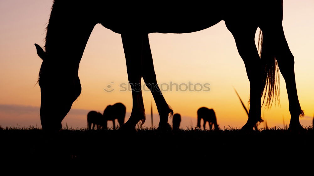 Similar – Image, Stock Photo domestic Curiosity Brown