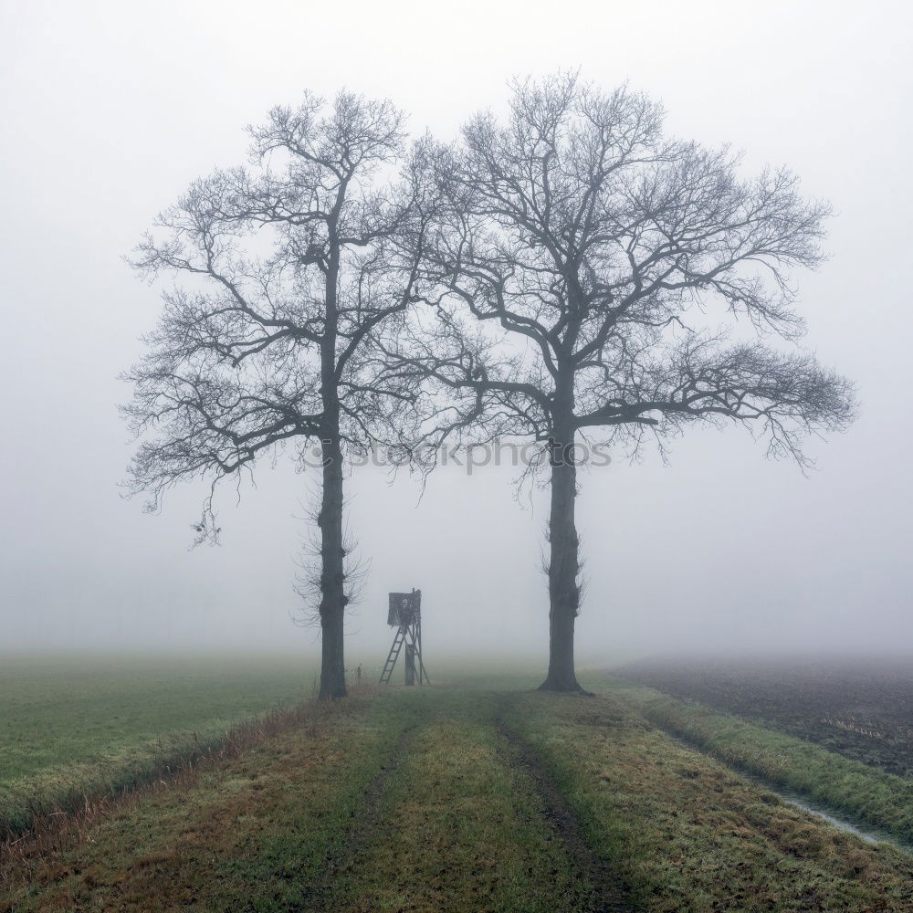 Similar – Image, Stock Photo fog tree Fog Tree Footpath