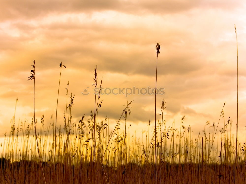 Similar – Image, Stock Photo Awakening in the morning