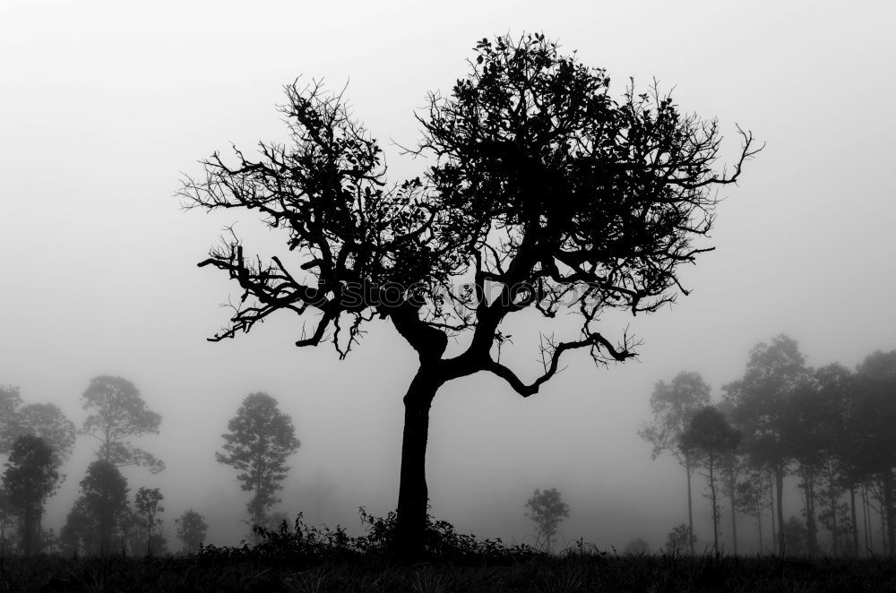 Similar – Image, Stock Photo At the foot of Bromo