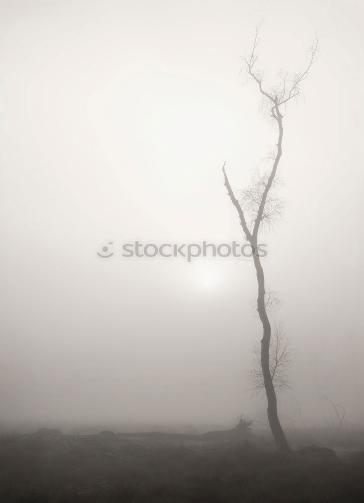 Similar – Image, Stock Photo fog tree Fog Tree Footpath