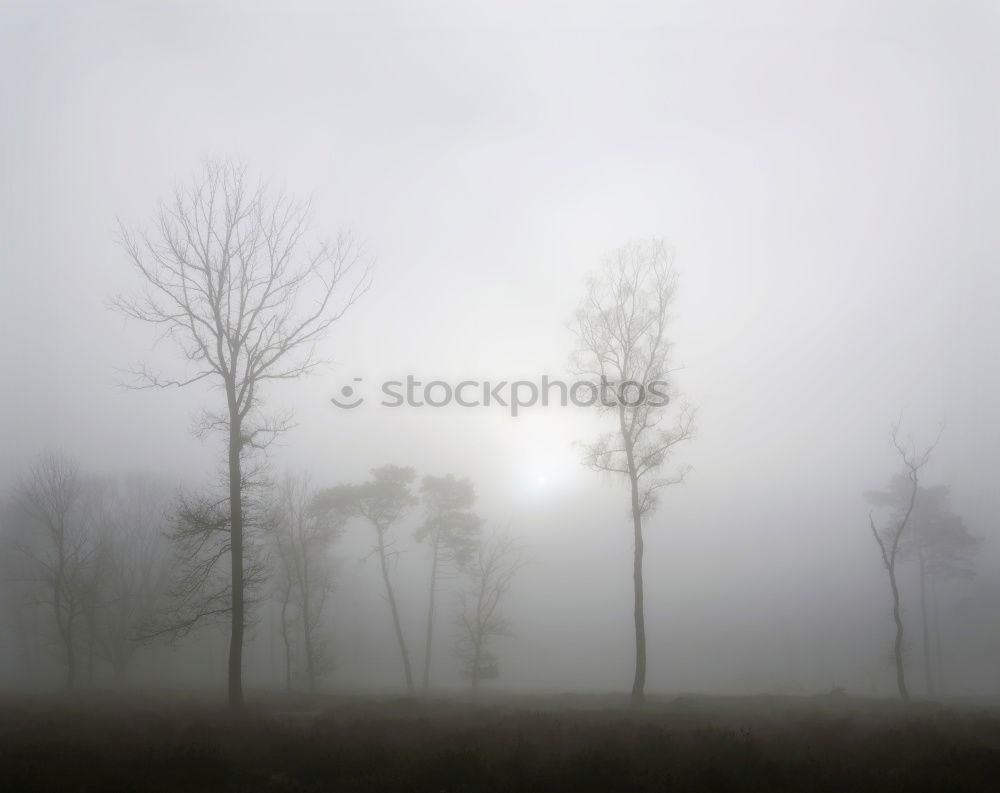 Similar – Image, Stock Photo fog tree Fog Tree Footpath