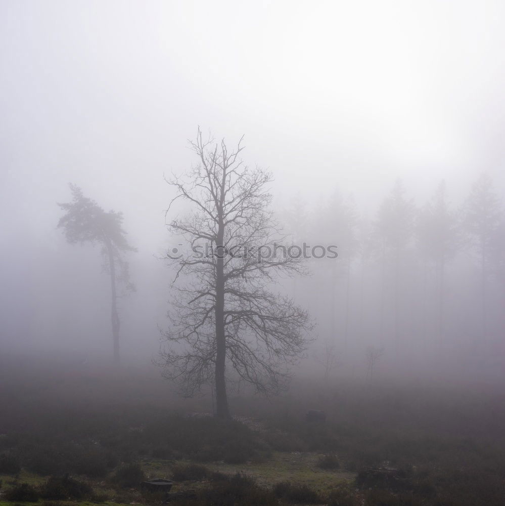 Similar – Nebelflüchter… Umwelt