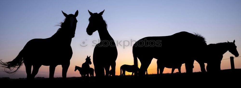 Similar – Image, Stock Photo beach horses Horse Foal