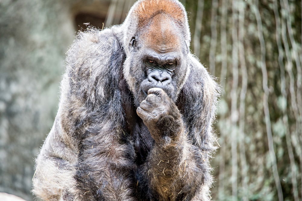 Similar – Image, Stock Photo Thoughtful Safari Summer